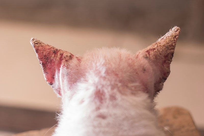 Scabies In Cats Signs Causes Treatment Vet Answer Pangovet