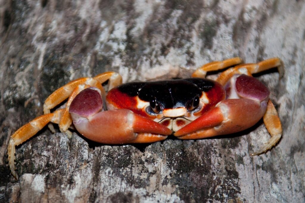 12 Popular Types Of Pet Crabs With Info Pictures PangoVet