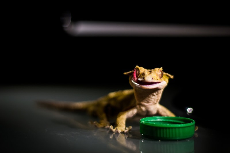 Bearded Dragon Impaction Signs Causes Treatment Vet Reviewed