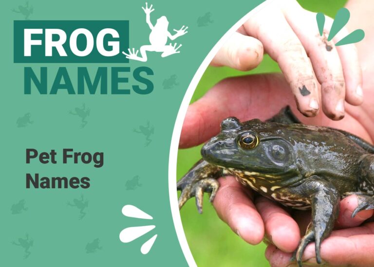 Pet Frog Names For Your Amphibian Pangovet