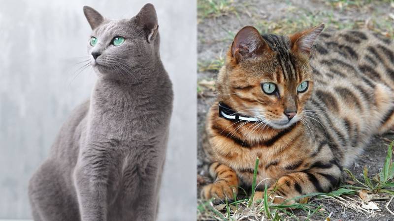 Russian Blue Bengal Cat Mix Pictures Info Temperament Traits