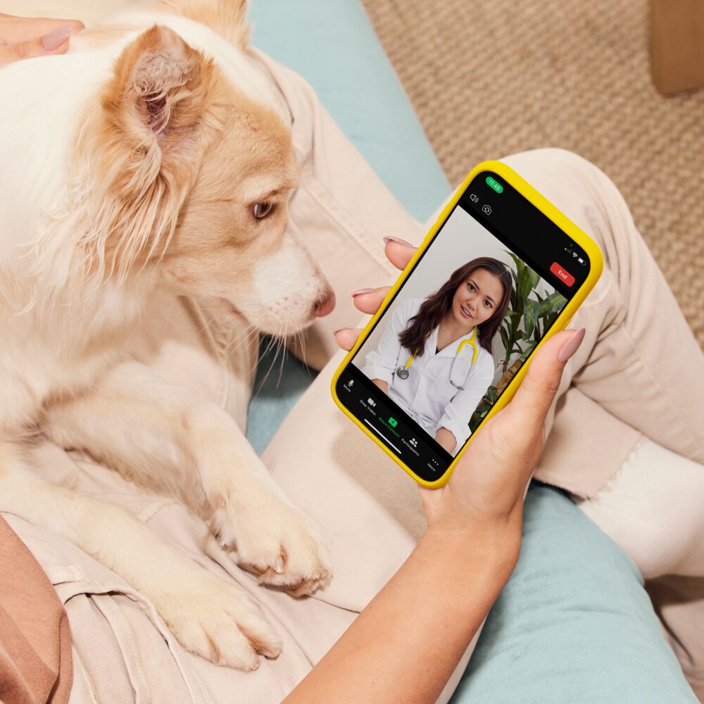 A pet owner on a video call with a vet on their phone while their dog sits beside them