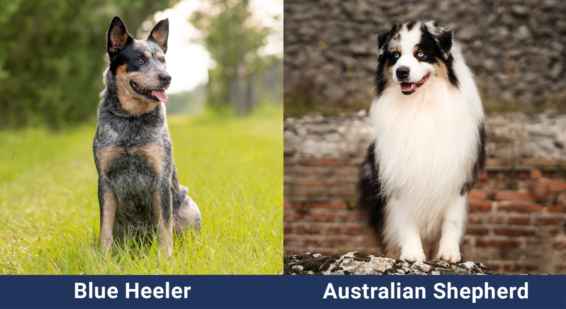 Australian Shepherd Cattle Dog Hot Difference Between Australian