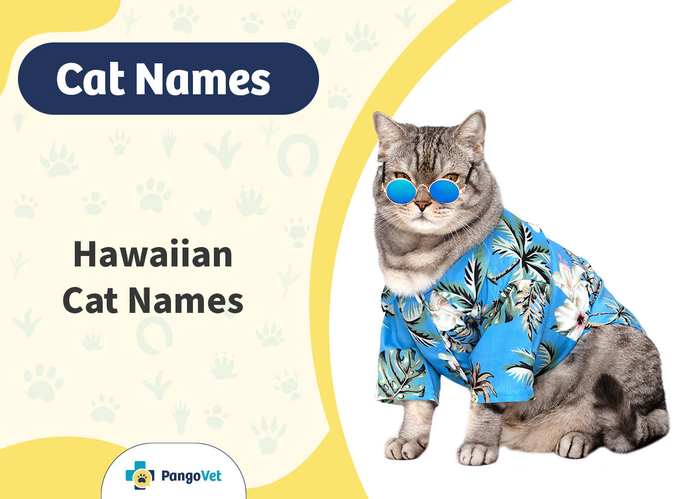 PangoVet_Hawaiian Cat Names