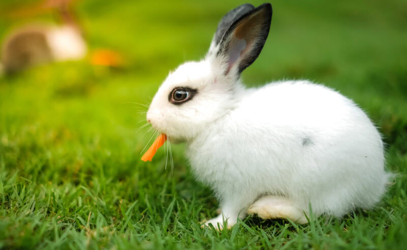 Rabbit with carrot hotsell