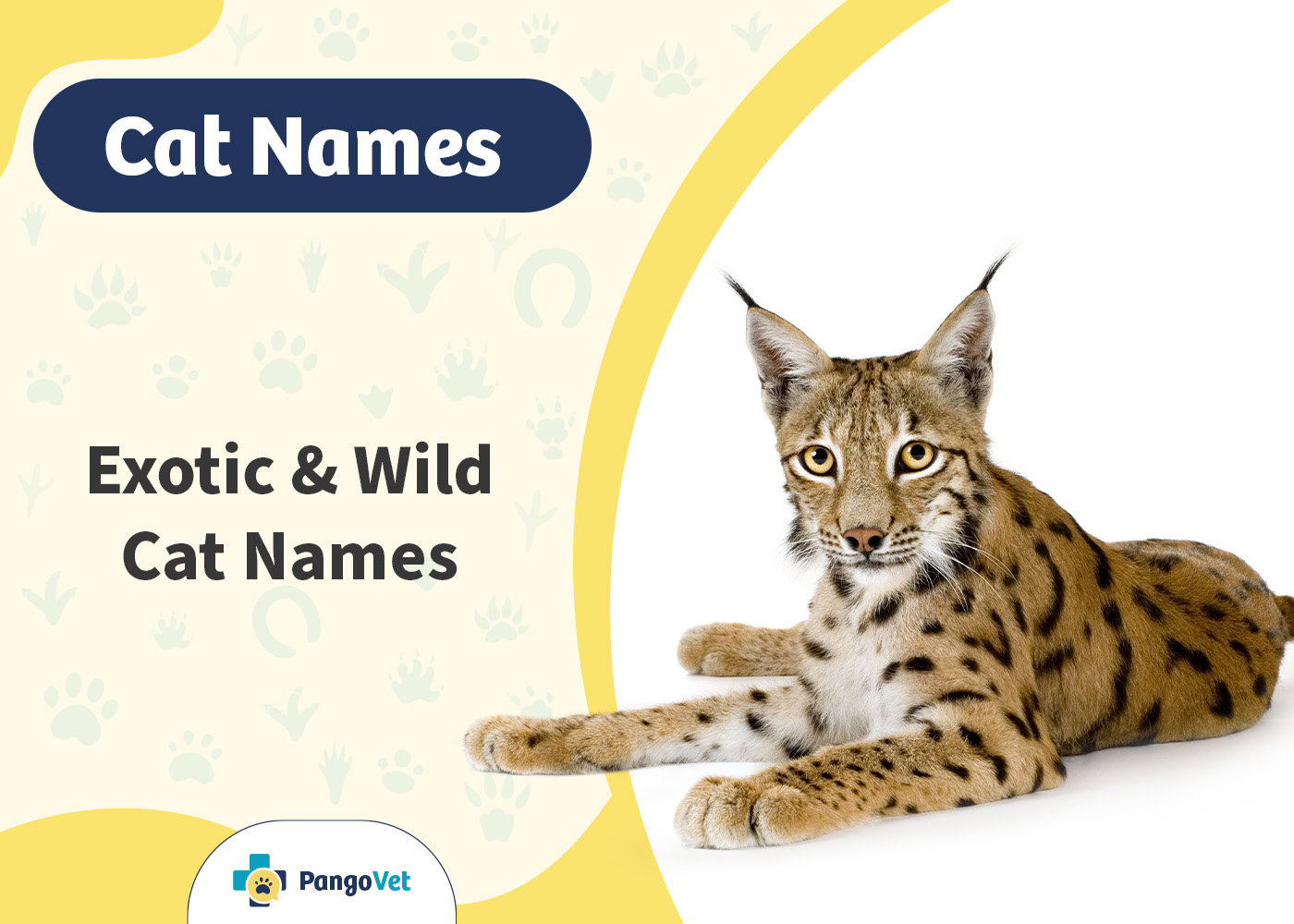 PangoVet_Exotic & Wild Cat Names