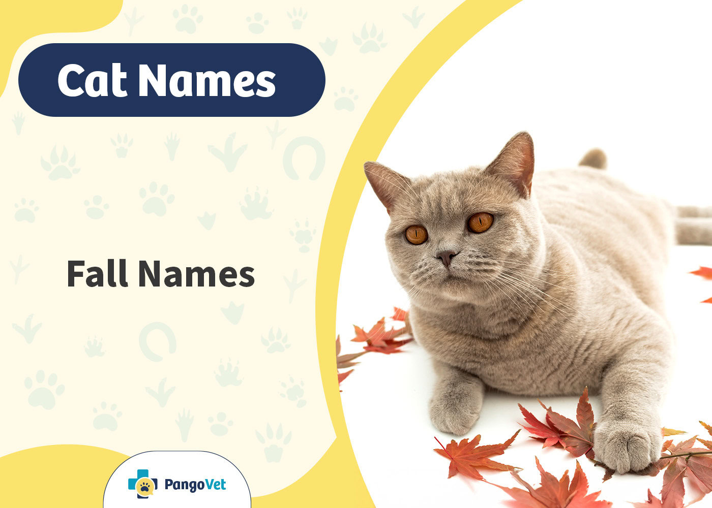 PangoVet_Fall Cat Names