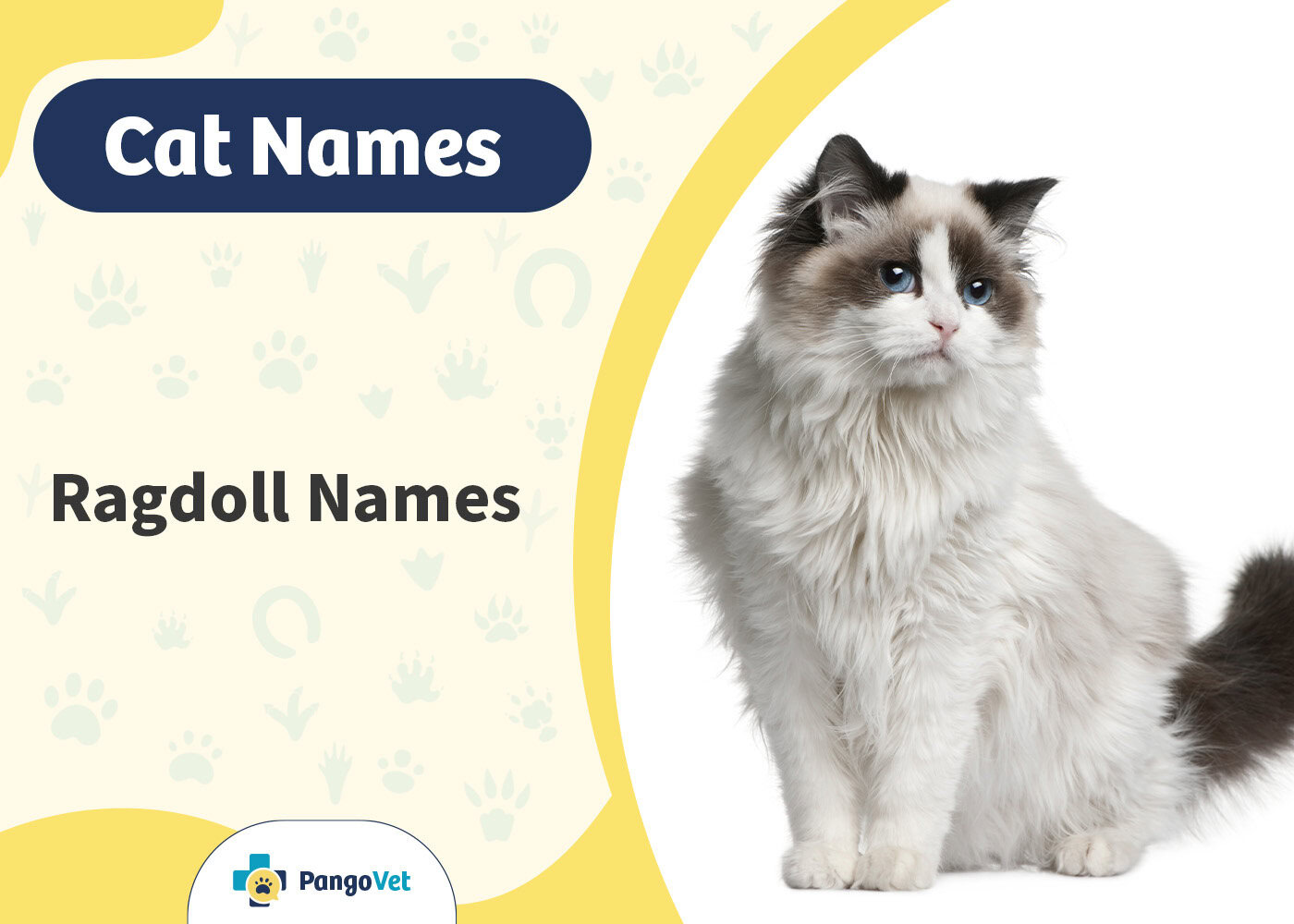 PangoVet_Ragdoll Cat Names