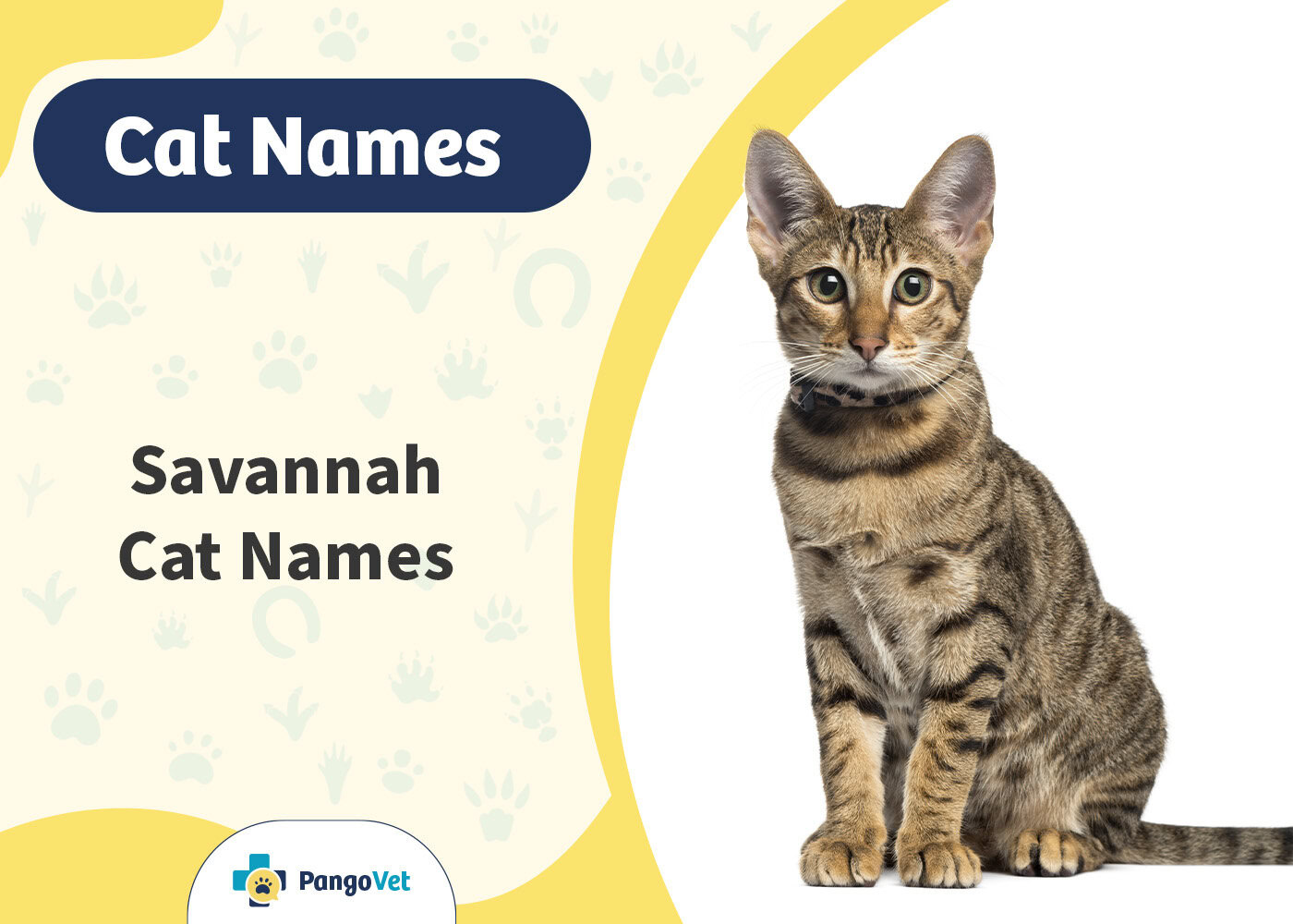 PangoVet_Savannah Cat Names