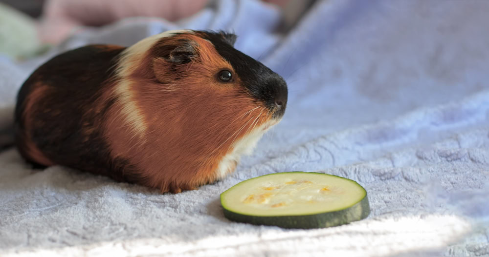 Can Guinea Pigs Eat Zucchini &amp; Squash? Vet-Reviewed Nutritional 