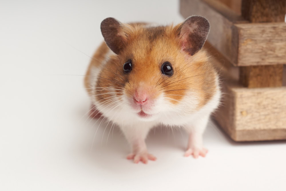 Syrian Hamster Info Pictures Traits Facts PangoVet Syrian Hamster Info Pictures Traits Facts PangoVet