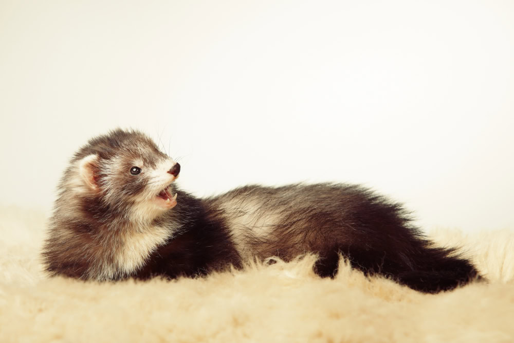 Angora Ferret Breed Info Pictures Temperament Traits PangoVet