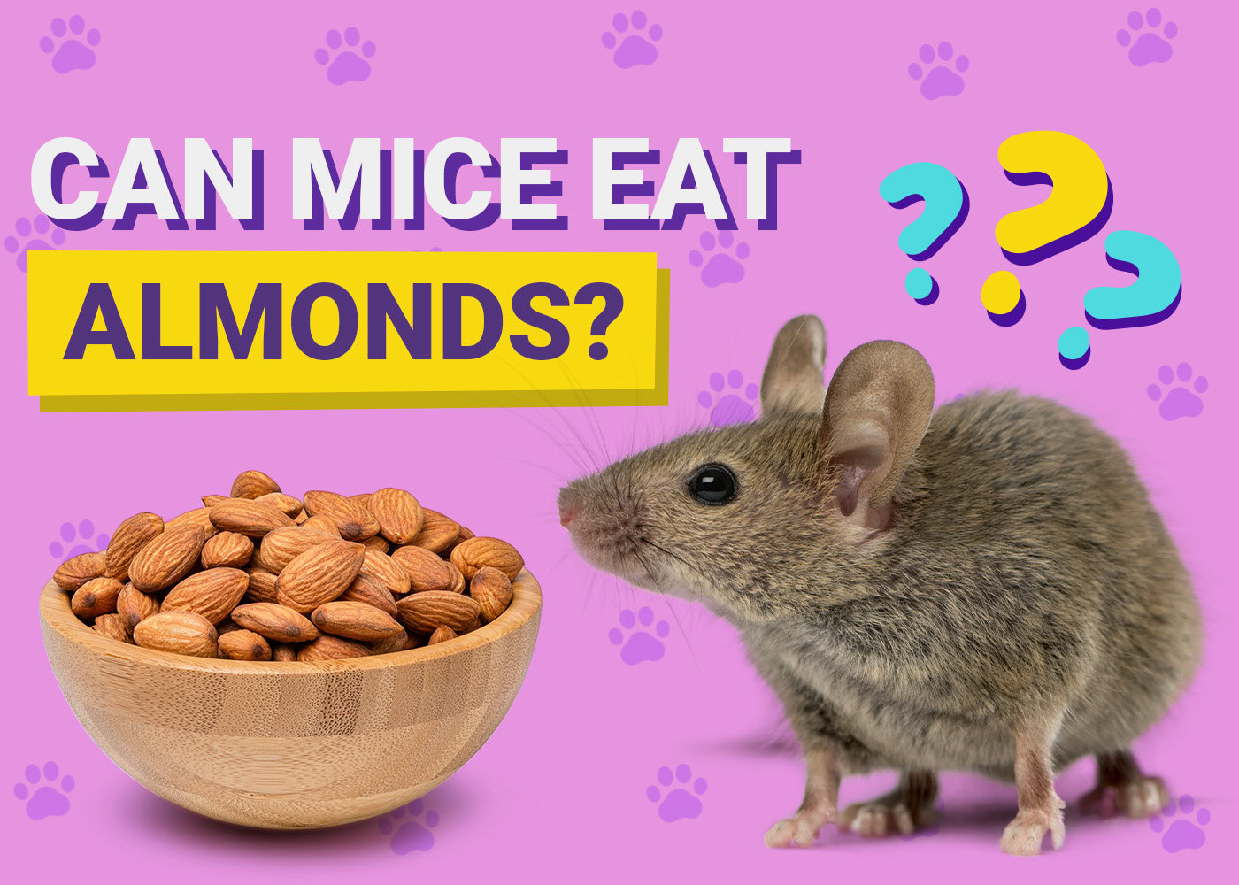 Can Mice Eat Almonds? Vet-Reviewed Feeding Facts & Tips | PangoVet