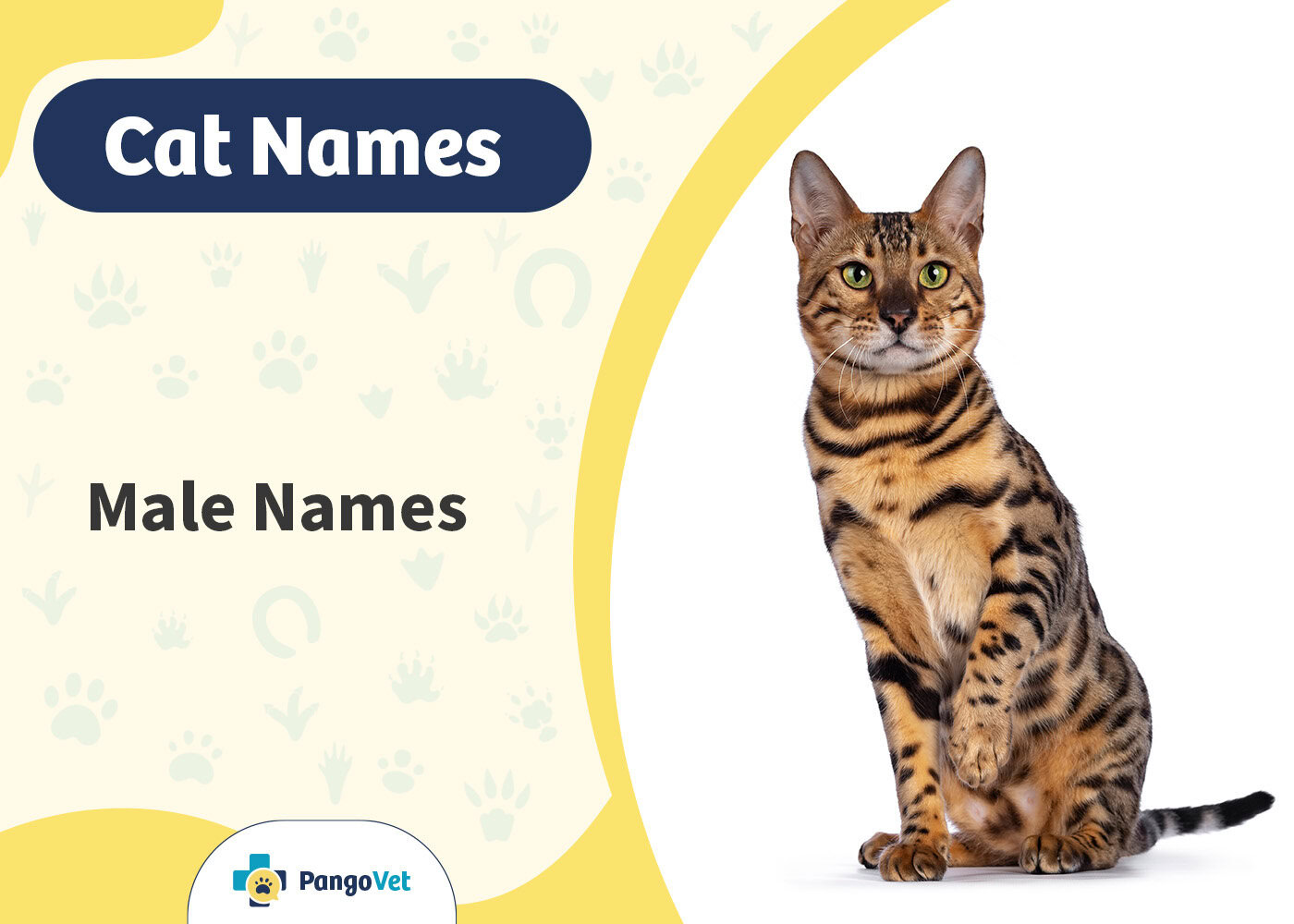 PangoVet_Male Cat Names