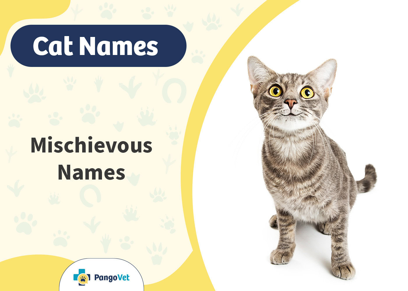PangoVet_Mischievous Cat Names