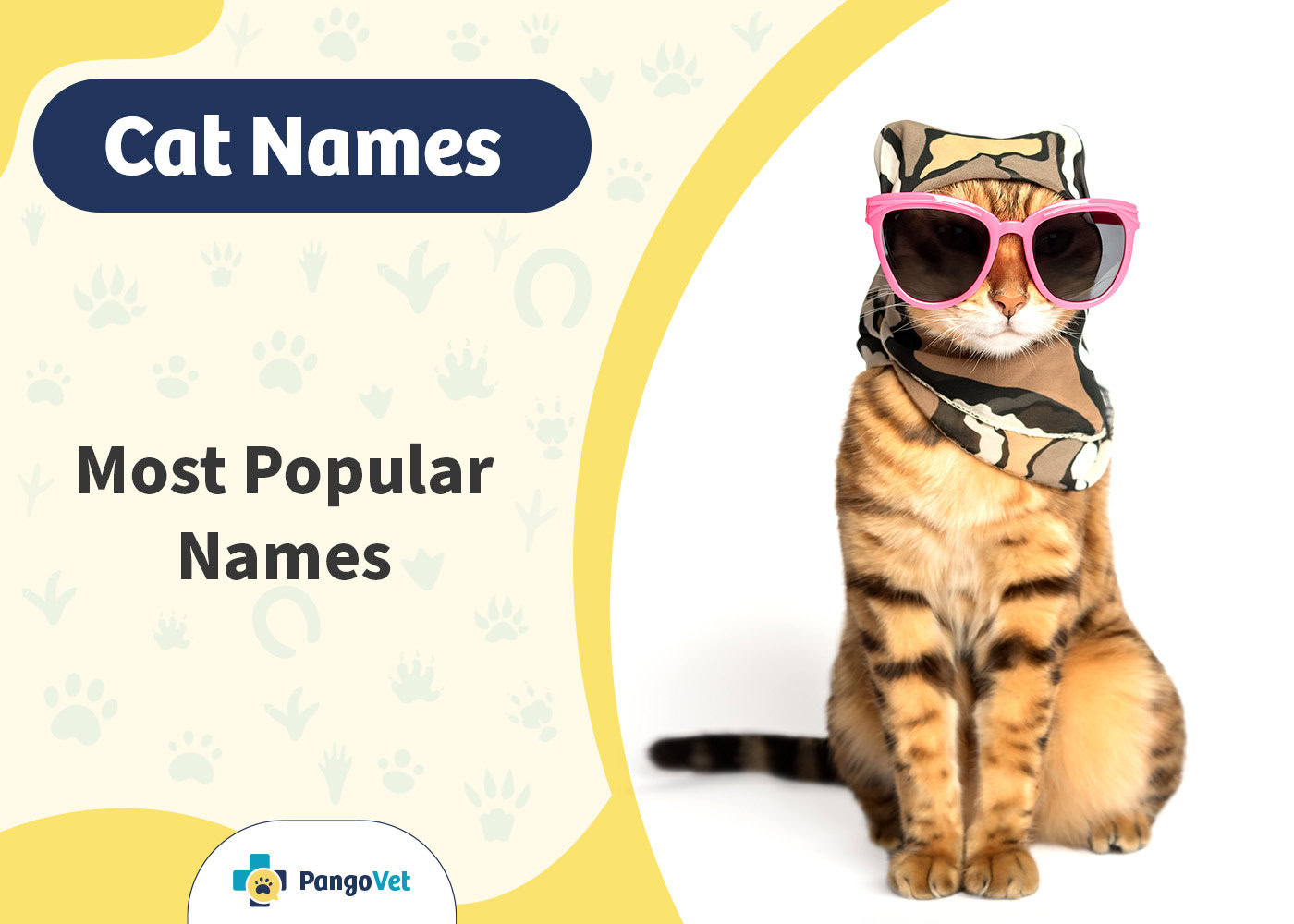PangoVet_Most Popular Cat Names