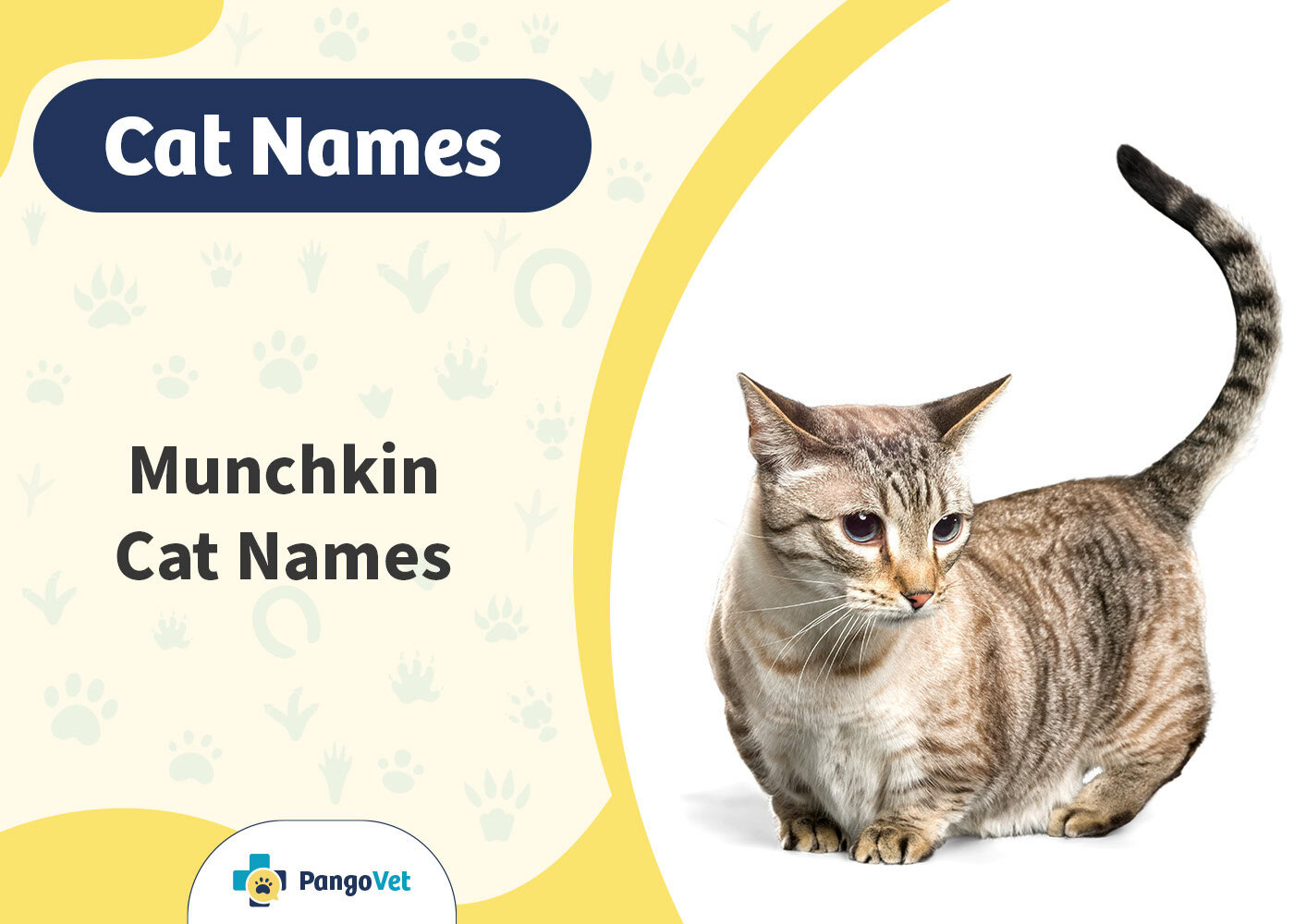 PangoVet_Munchkin Cat Names