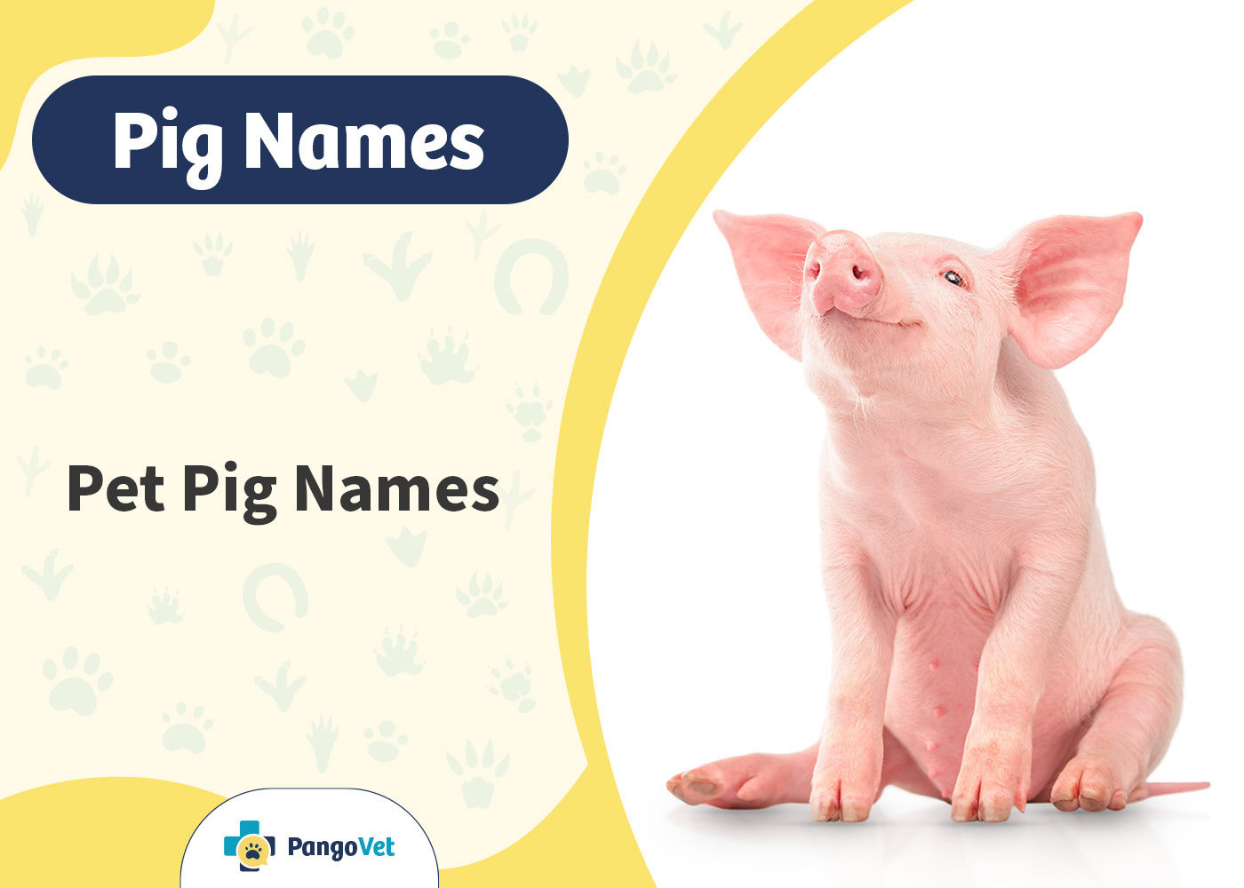 100+ Pet Pig Names Ideas for Smart & Hungry Pigs PangoVet