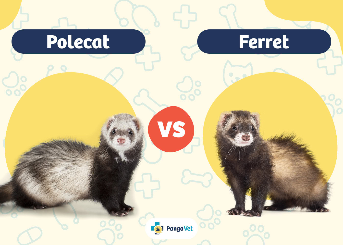 Polecat Vs Ferret What s The Difference With Pictures PangoVet Polecat Vs Ferret What s The Difference With Pictures PangoVet