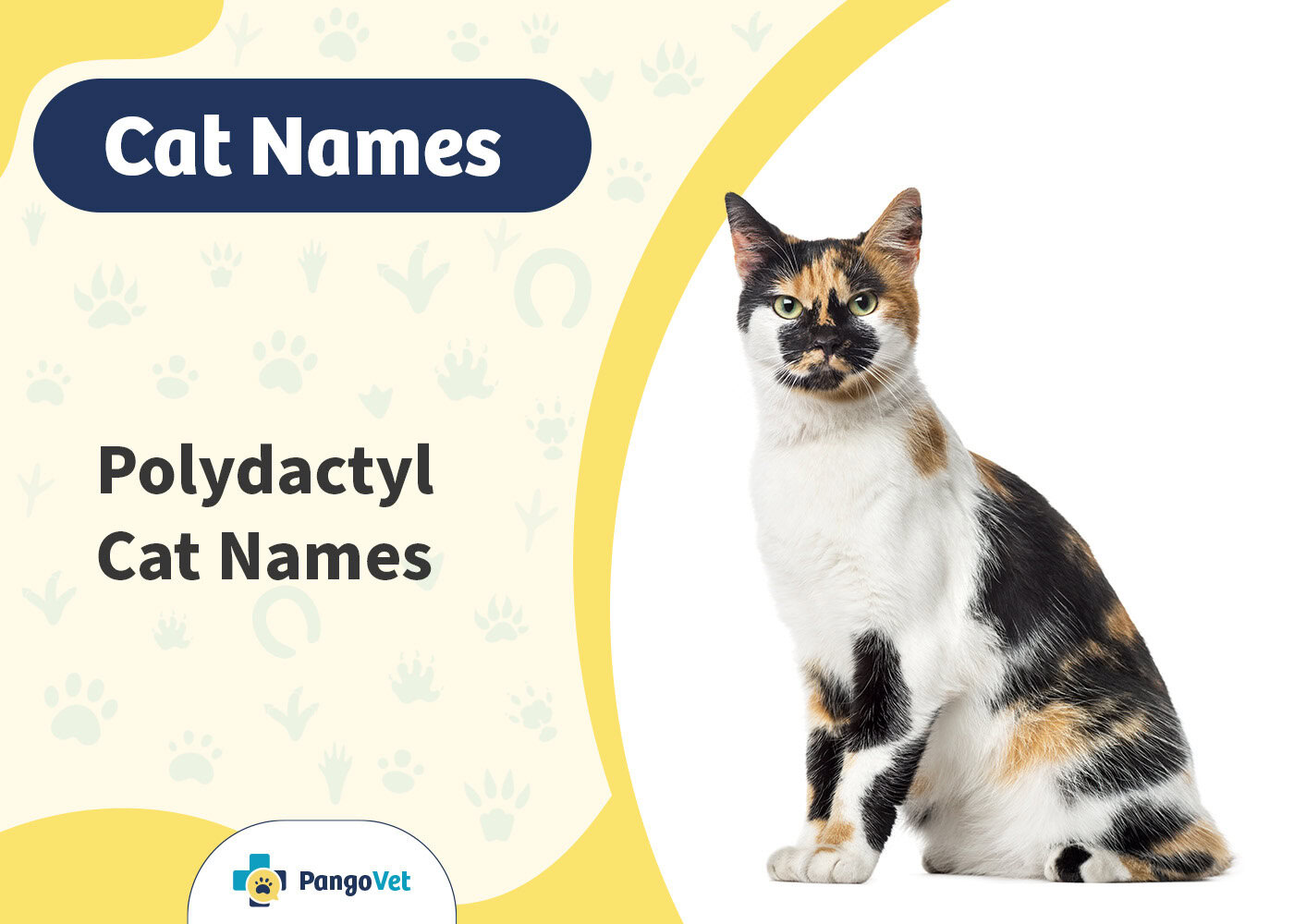 PangoVet_Polydactyl Cat Names