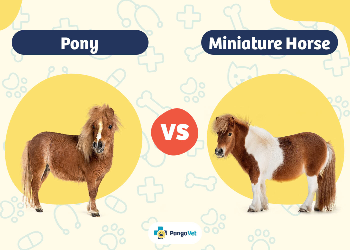 Miniature Horse vs. Pony Key Differences (With Pictures) PangoVet