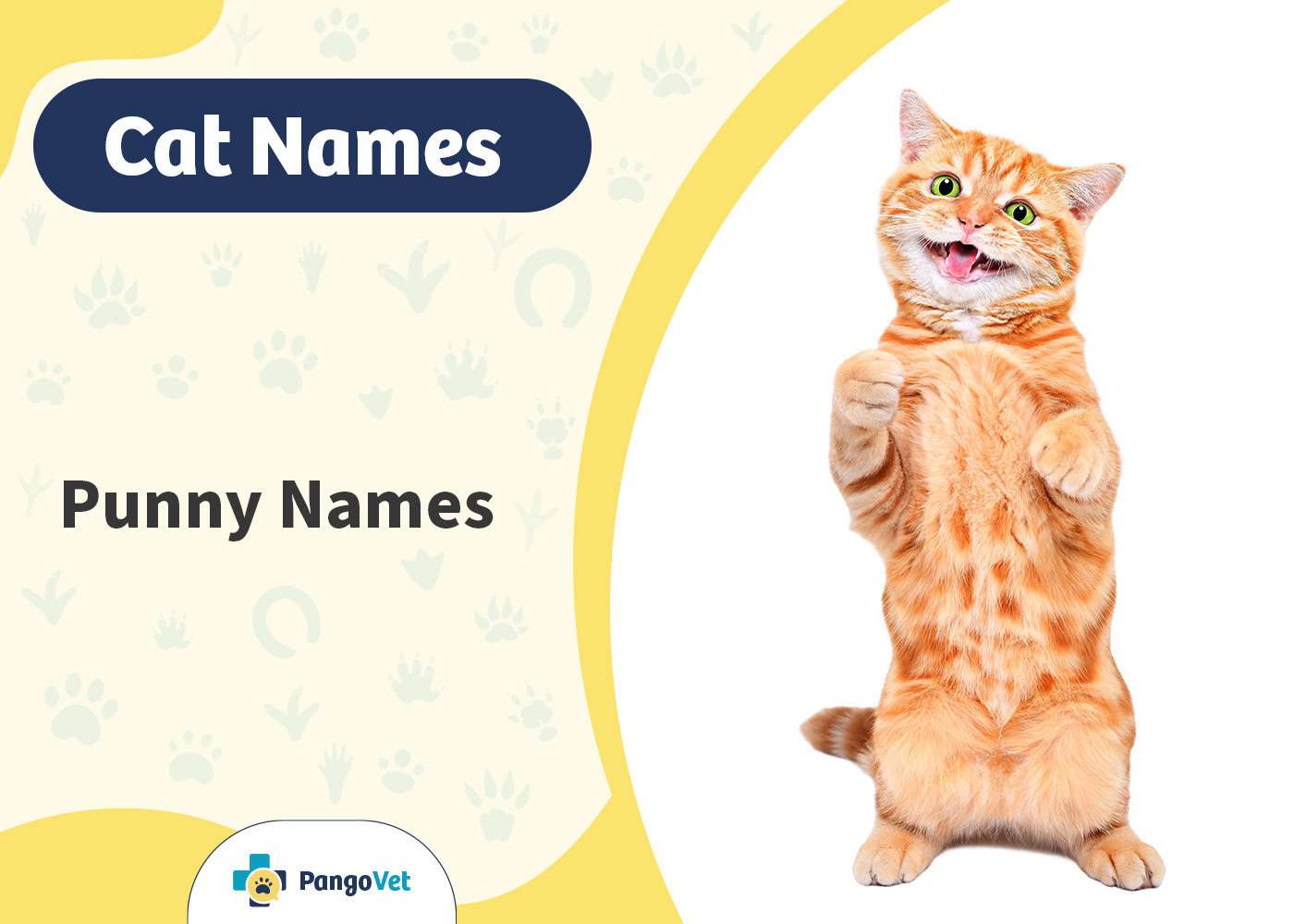 PangoVet_Punny Cat Names