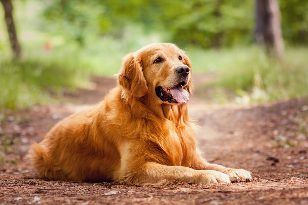 Golden Retriever Care Guide