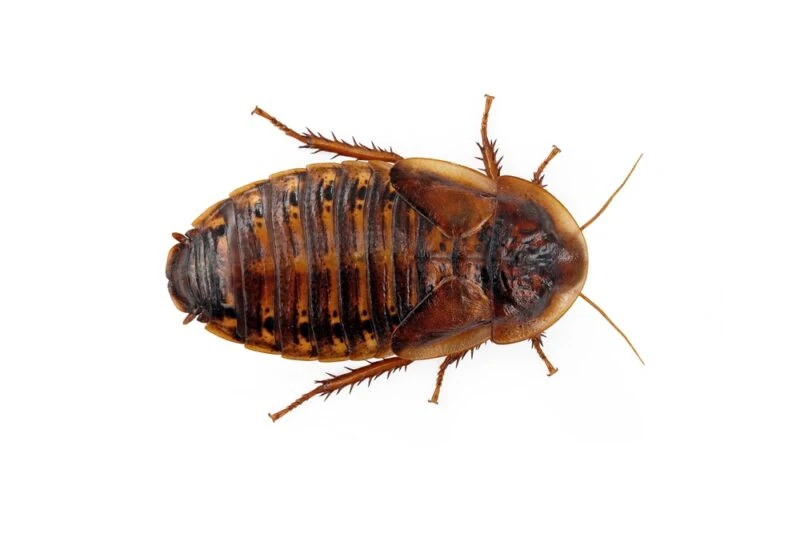 The Role of Dubia Roaches in Scientific Research | Focusing on Wildlife