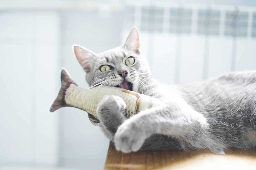 cat playing with electronic flapping fish toy