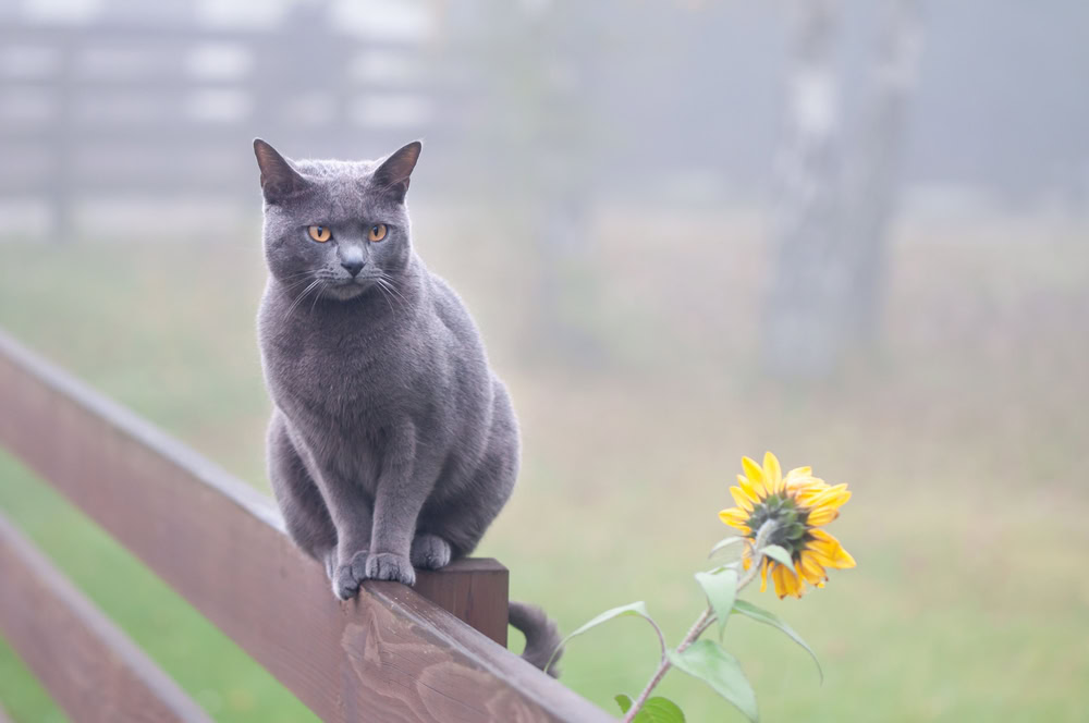 chartreux-cat-sitting-on-a-fence