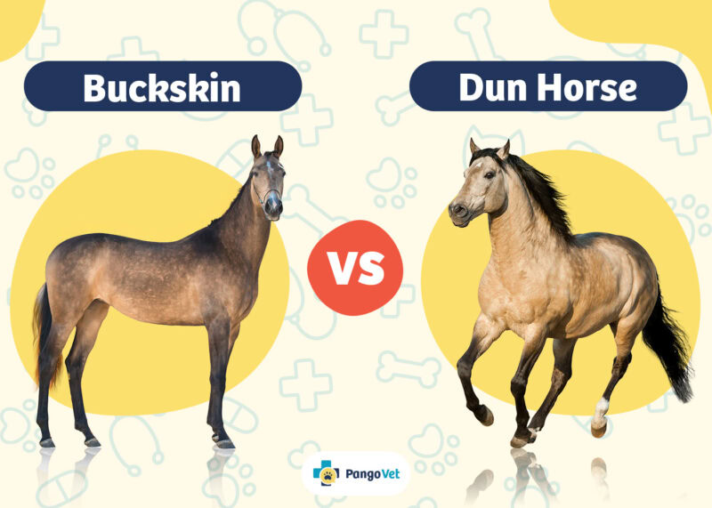 Buckskin vs Dun Horse: Differences Explained (With Pictures) | PangoVet