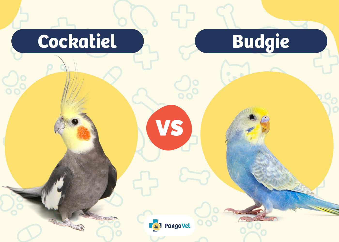 Cockatiel vs Budgie What s the Difference With Pictures PangoVet