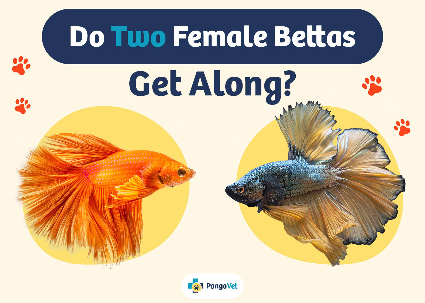 Can Two Female Bettas Live Together? Facts &amp; FAQ | PangoVet