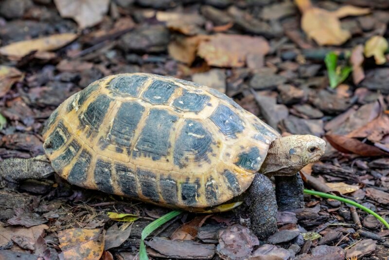 Can Tortoises Eat Grapes &amp; Raisins? Vet-Verified Info | PangoVet