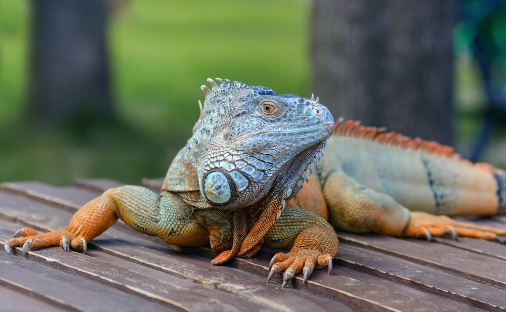 Do Iguanas Change Color? 5 Reasons & Meanings | PangoVet
