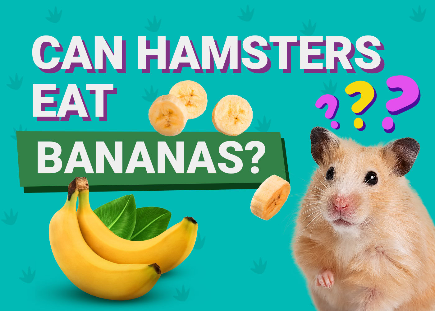 Can Hamsters Eat Bananas: Surprising Facts Every Owner Should Know