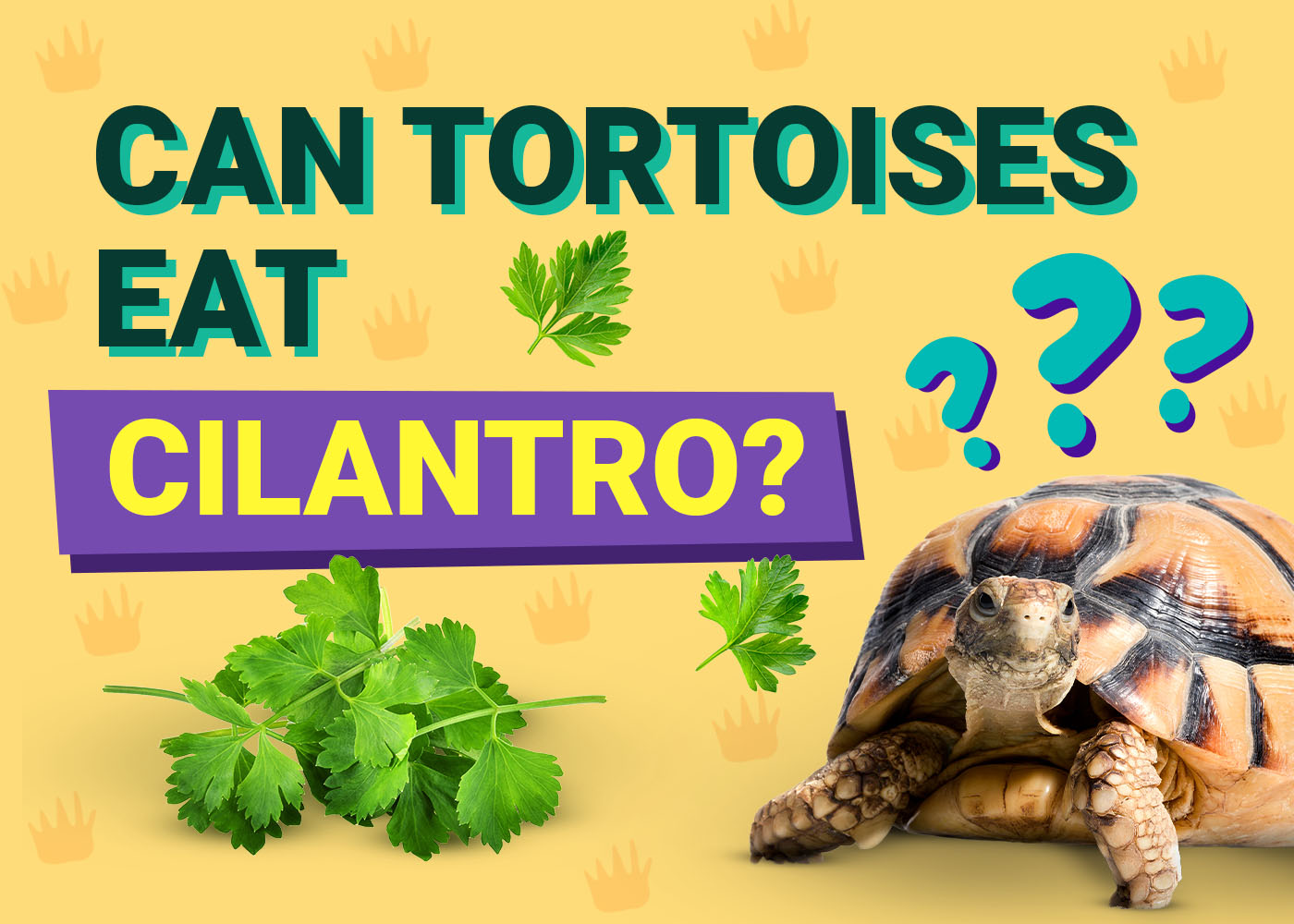can-rabbits-eat-cilantro-vet-approved-health-facts-faq-pangovet