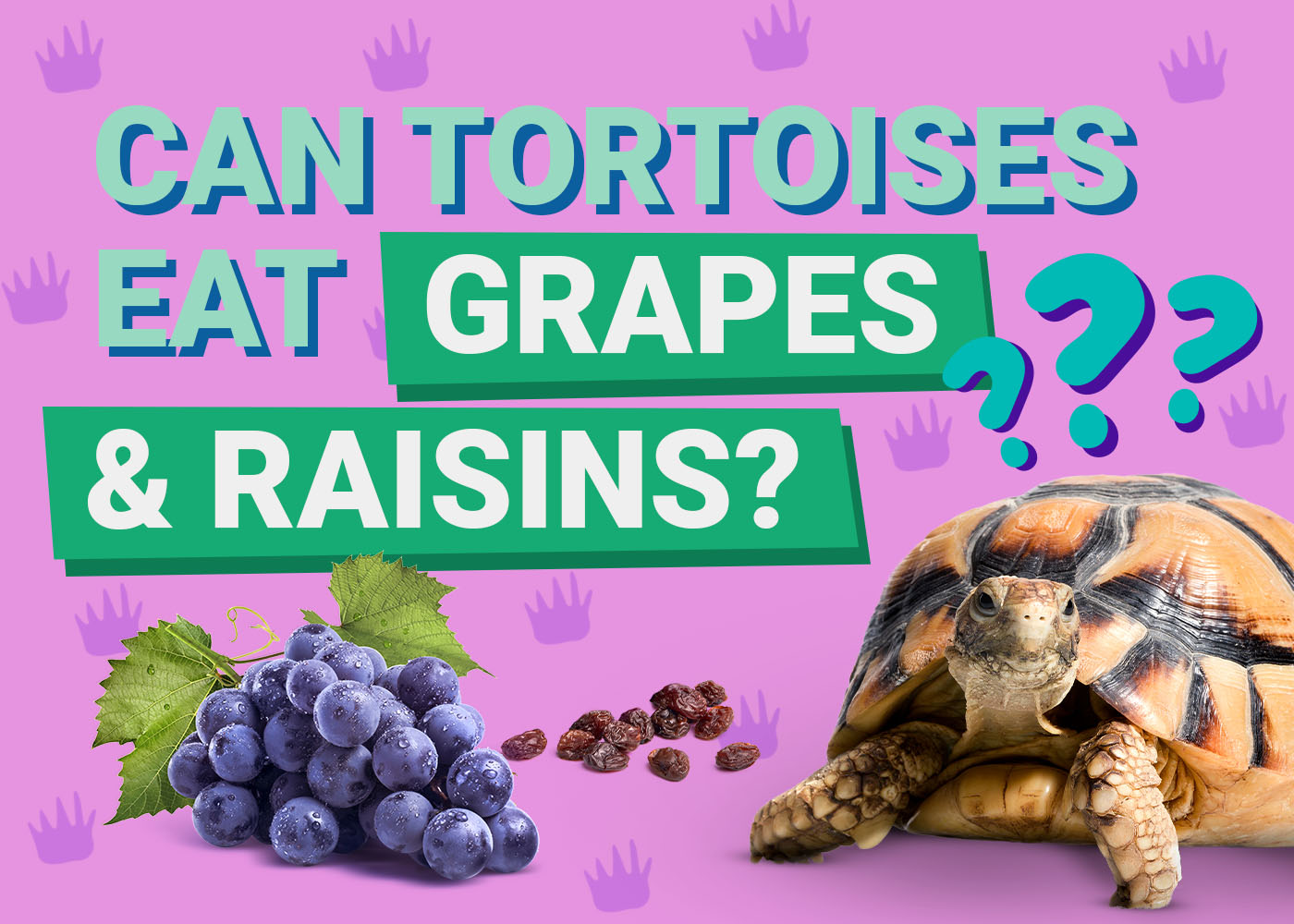 Can Tortoises Eat Grapes &amp; Raisins? Vet-Verified Info | PangoVet