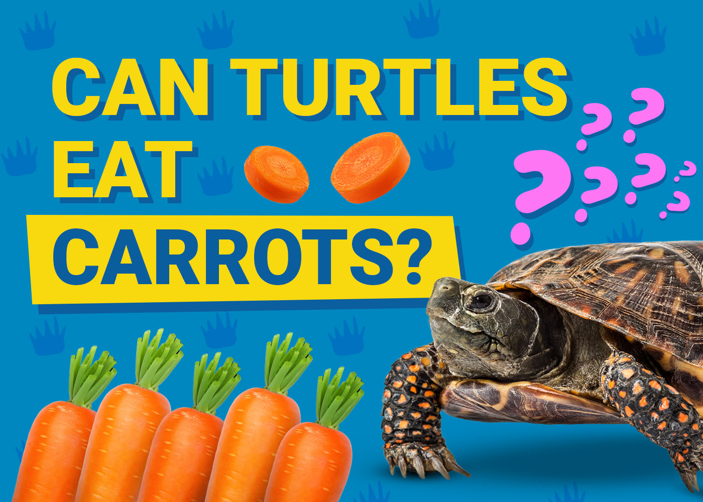 Can Turtles Eat Carrots? Our Vet Answers | PangoVet