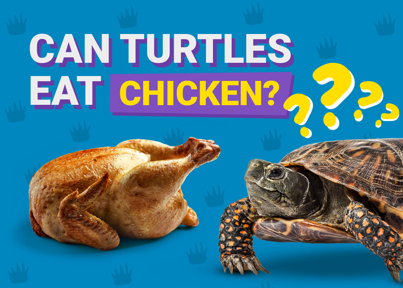 Chicken Turtle Food Chain Chicken Turtle North Carolina
