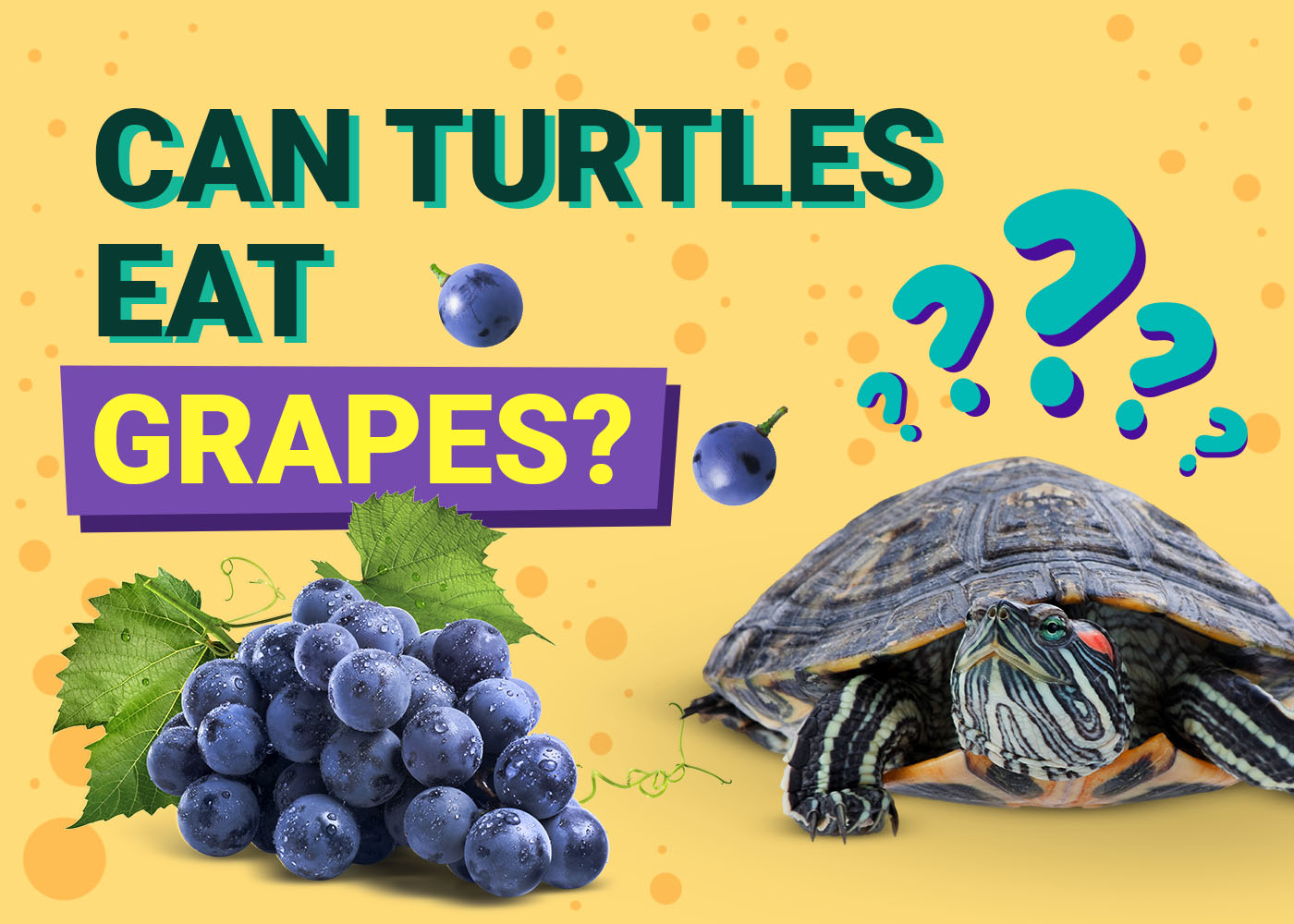 Can Turtles Eat Grapes? Our Vet Answers | PangoVet