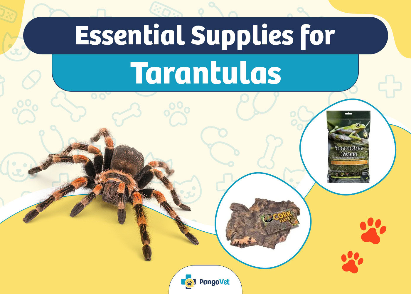 PangoVet_Essential Tarantulas Supplies