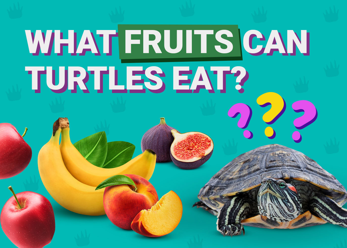 What Fruit Can Turtles Eat? 10 Vet-Approved Safe Options | PangoVet