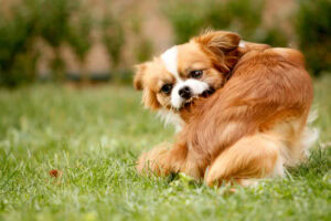 Pekingese dog scratching his fur
