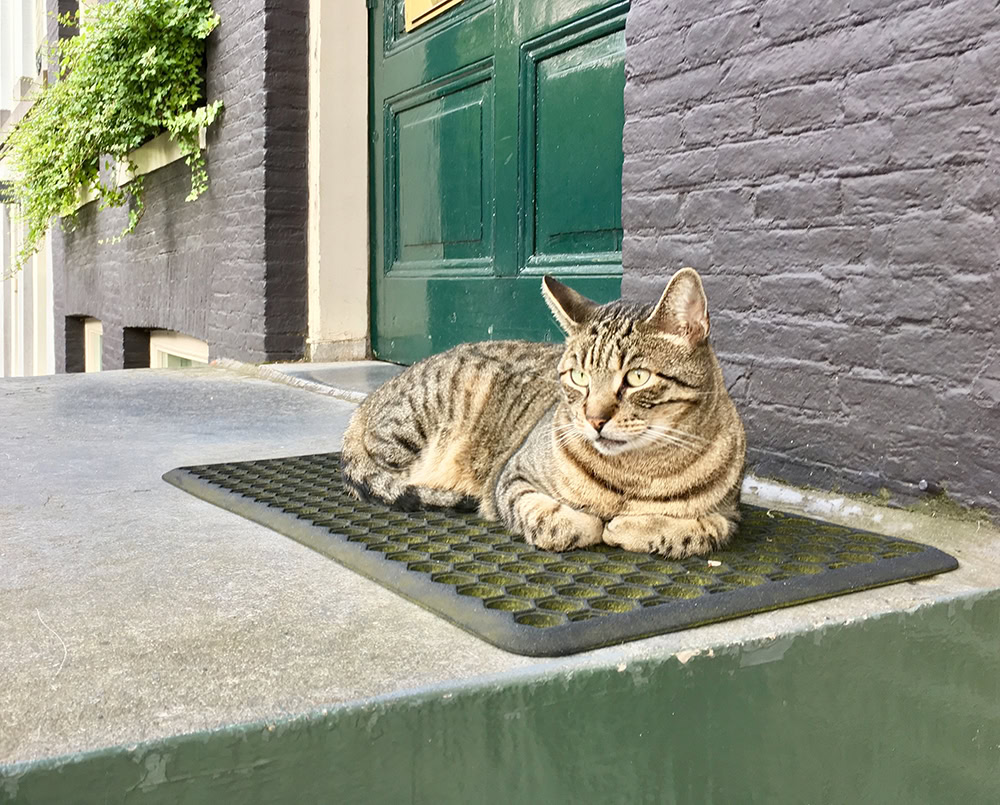 tabby cat lying on the mat outdoor
