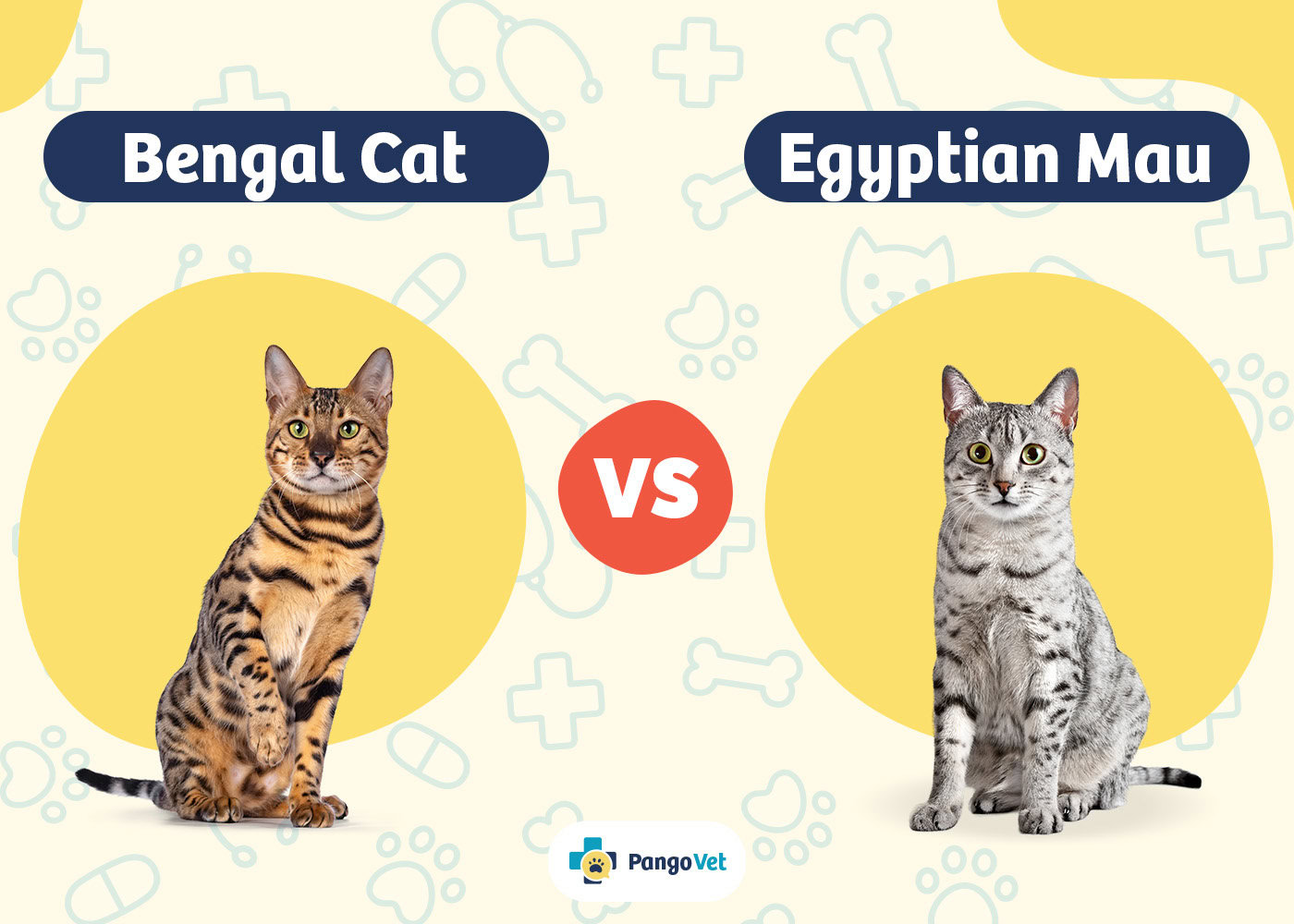 PangoVet_Bengal vs Egyptian Mau