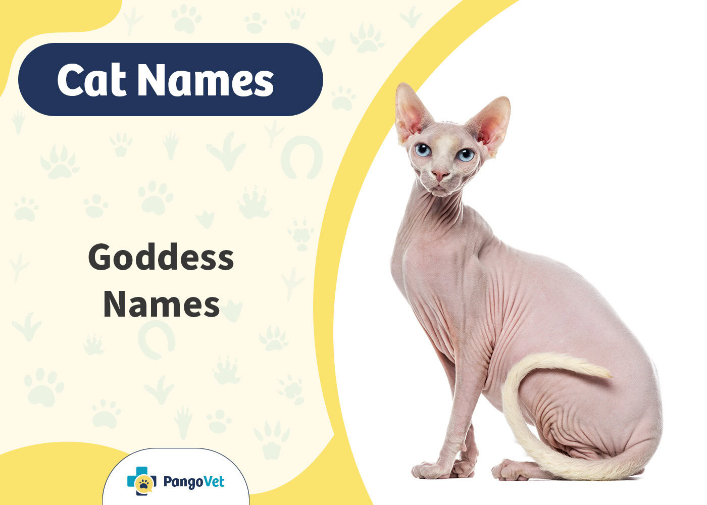 165 Most Popular Goddess Cat Names Unique Options For Your Kitty 165-most-popular-goddess-cat-names-unique-options-for-your-kitty