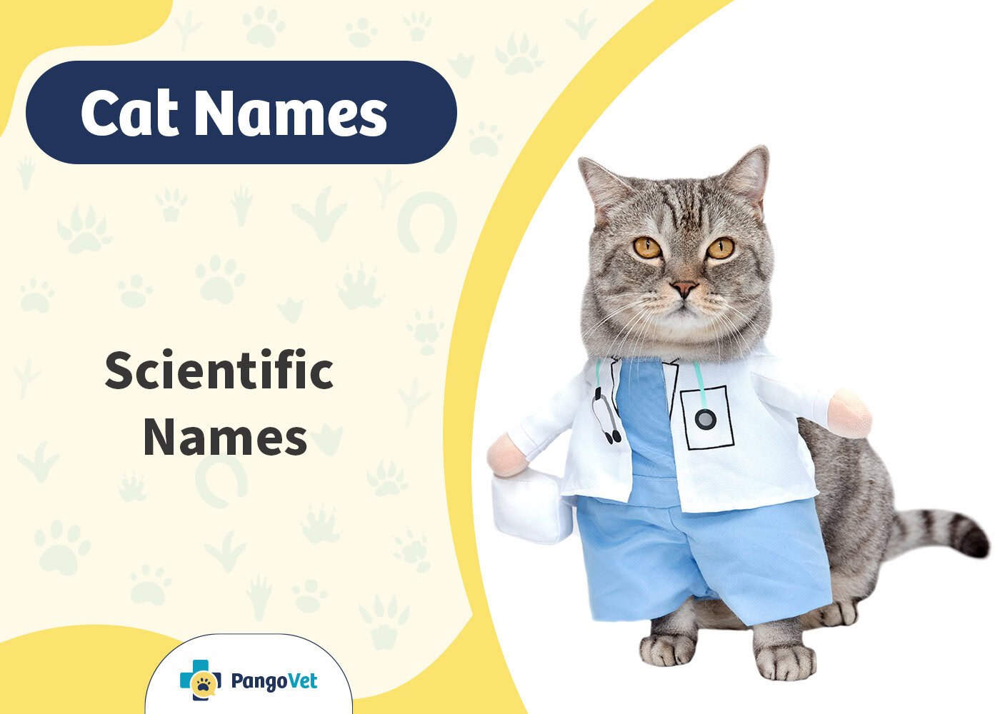 PangoVet_Scientific Cat Names