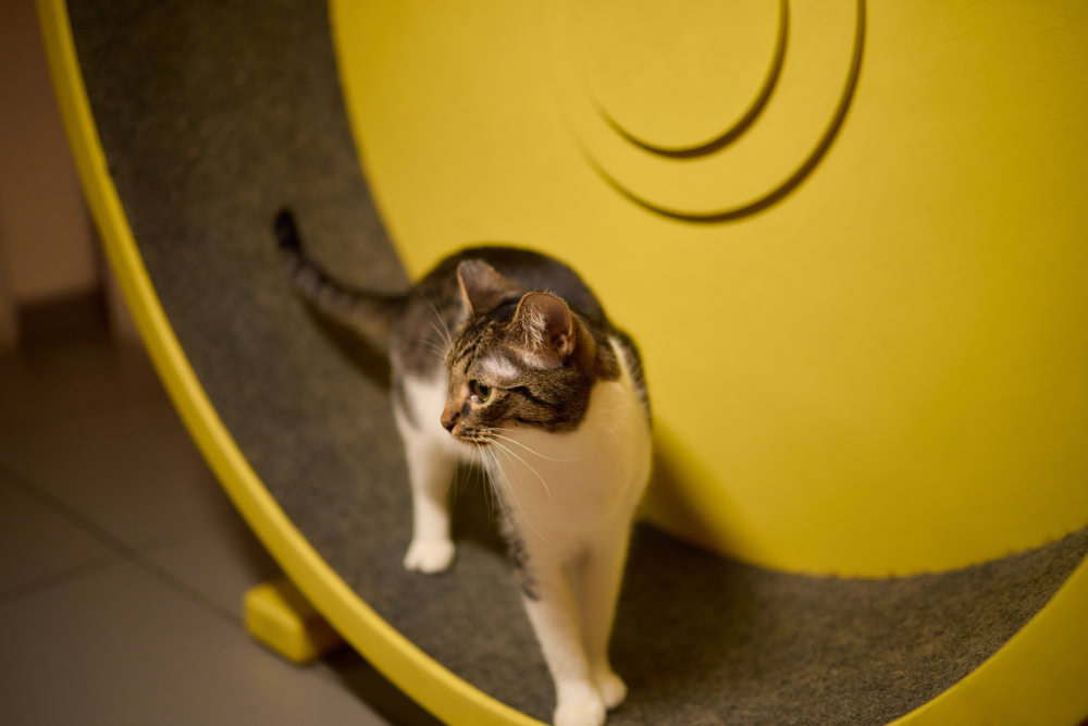 cat standing on a scratching wheel