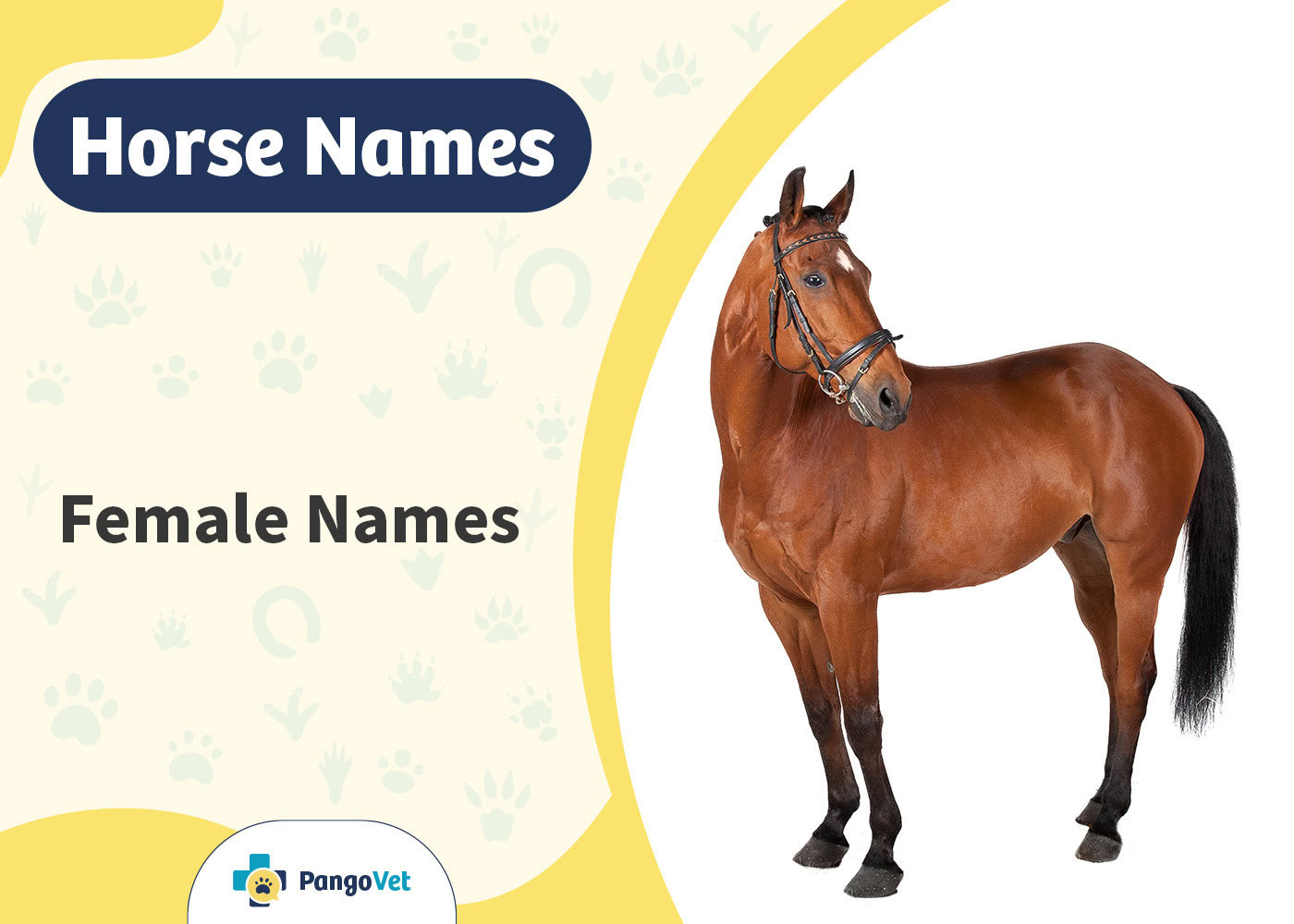 PangoVet_Female Horse Names